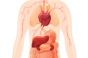 heart-liver-kidneys.png?w=600